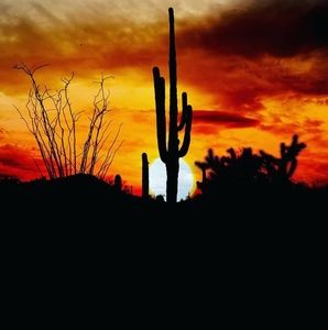 Meet your Posher, Joyce